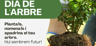 🌳 Dia Internacional de l’Arbre – Benlloc 🌳